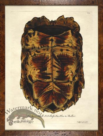 Turtle Shell Burl 09